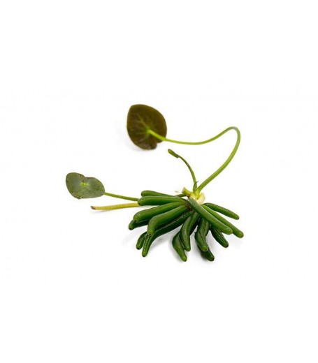 NYMPHOIDES AQUATICA