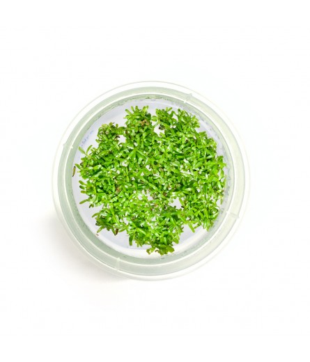 ROTALA ROTUNDIFOLIA GREEN