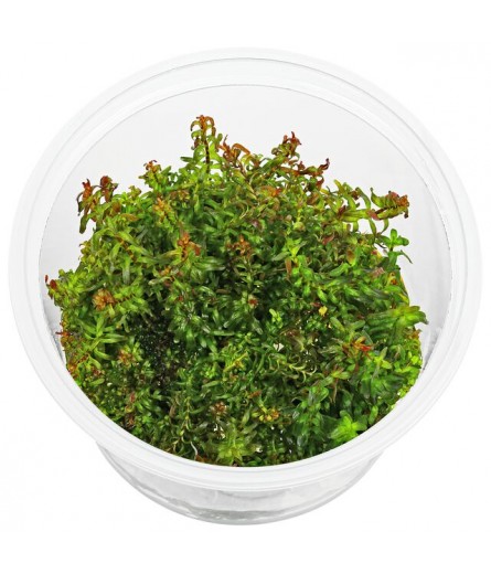 ROTALA COIN LEAF