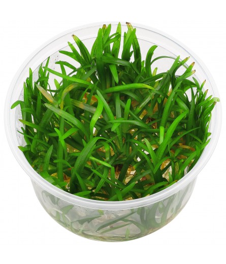 SAGITTARIA SUBULATA