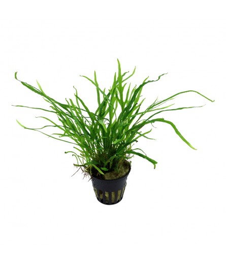 MICROSORUM PTEROPUS TRIDENT