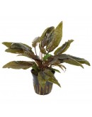 CRYPTOCORYNE WENDITI BROWN