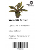 CRYPTOCORYNE WENDITI BROWN