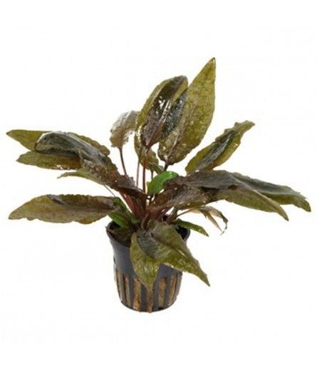 CRYPTOCORYNE WENDITI BROWN