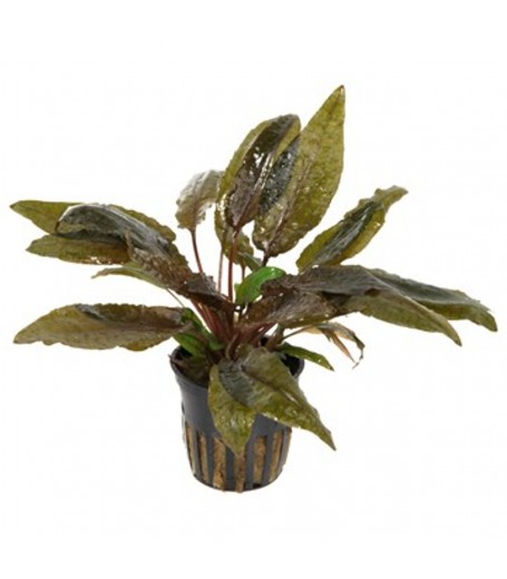 CRYPTOCORYNE WENDITI BROWN