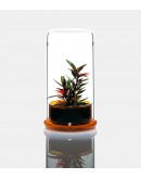 DOOA CELL AMBER