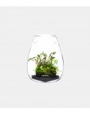 DOOA GLASS POT SHIZUKU
