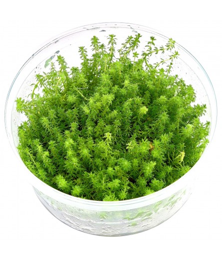 TC Myriophyllum 'Guyana'