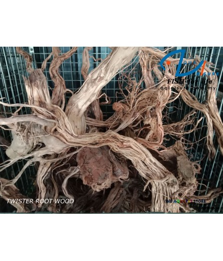 TWISTER ROOT WOOD