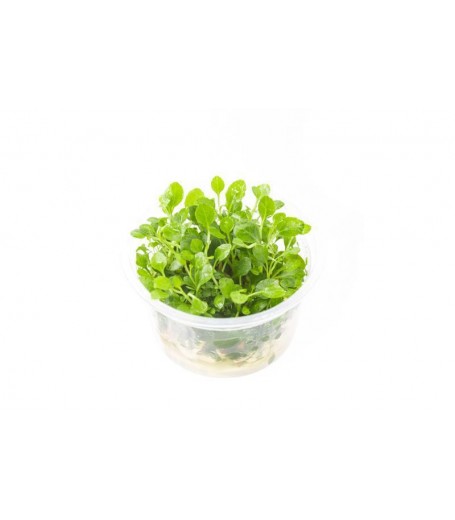 TC Lobelia cardinalis ´Mini´