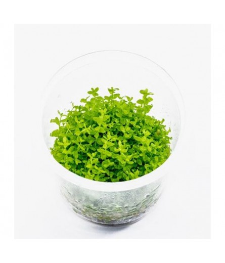 TC Hemianthus micranthemoides