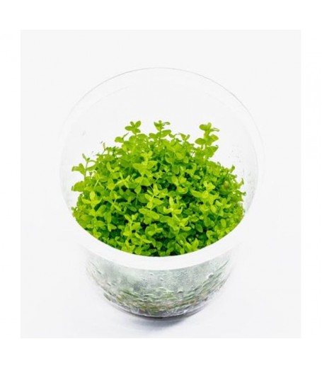 TC Hemianthus micranthemoides