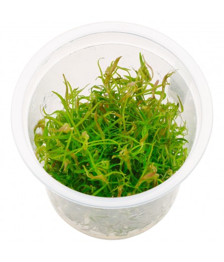 TC Pogostemon stellatus