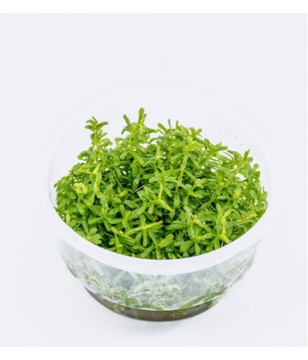 TC Rotala rotundifolia 'Green'