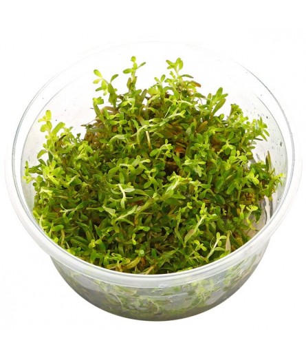 TC Rotala rotundifolia 'H'ra'