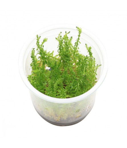 TC Rotala Sp Bangladesh