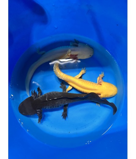 AXOLOTL
