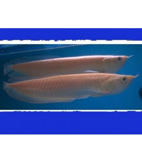 ALBINO RED EYE SILVER AROWANA 