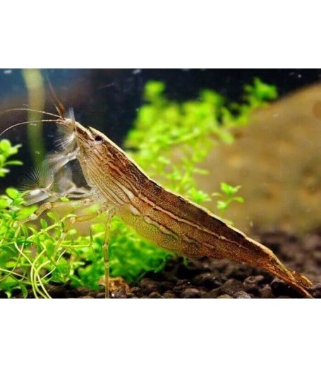 BAMBOO SHRIMP