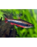 BECKFORDI PENCIL TETRA