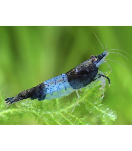 BLUE RILI SHRIMP 