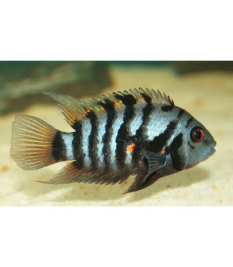 ZEBRA CONVICT CICHLID