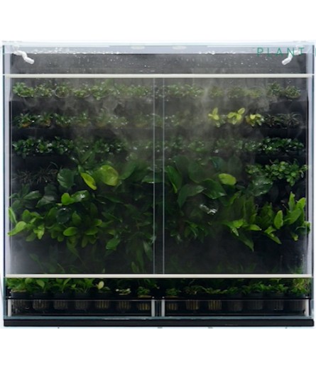 AQUATIC PLANT POTTED (17)