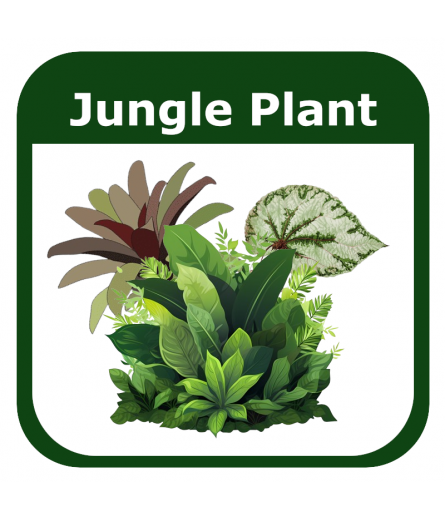 JUNGLE PLANT (8)