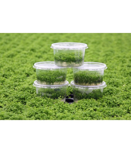 TISSUE CULTURE AQUATIC PLANTS (28)
