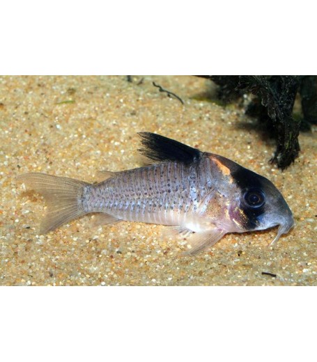 WOTROI CORYDORAS