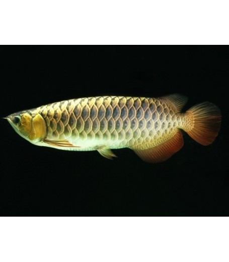 CROSSBACK GOLDEN AROWANA 