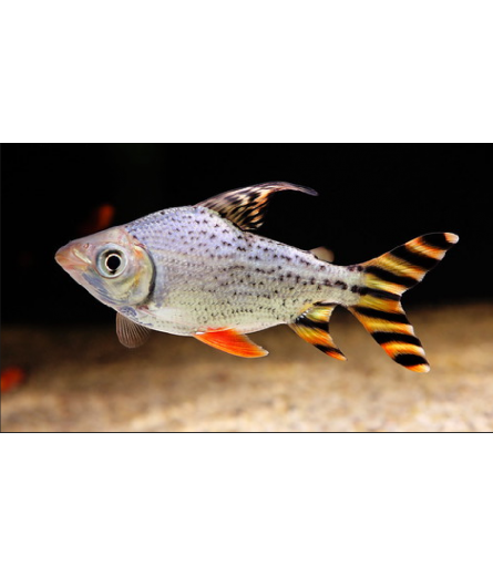 FLAGTAIL PROCHILODUS