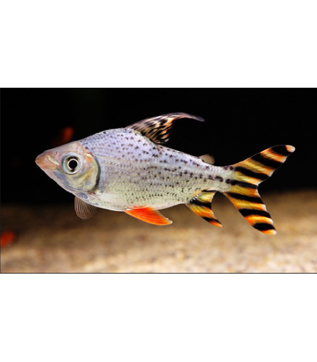 FLAGTAIL PROCHILODUS