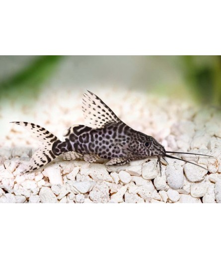 FEATHER'S FIN SYNODONTIS
