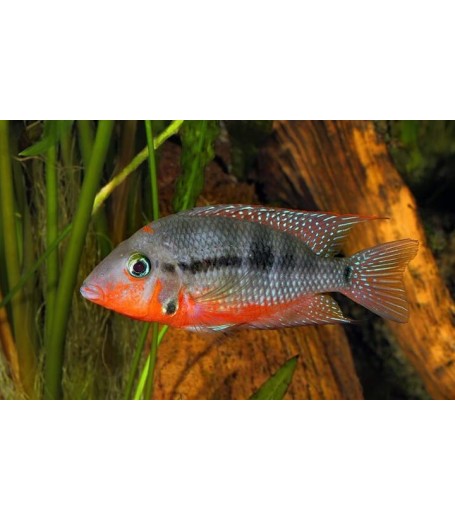 FIRE MOUTH CICHLID 