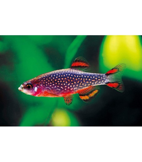 GALAXY RASBORA