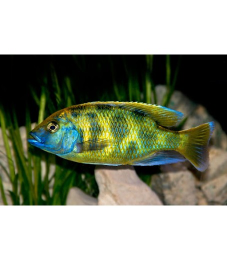 GIRAFFE CICHLID 