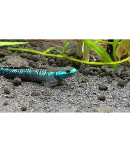 GOBY BLUE NEON