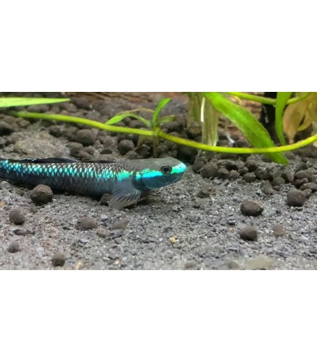 GOBY BLUE NEON