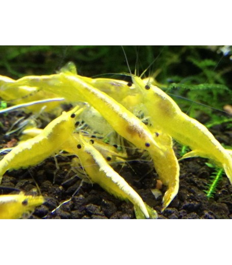GOLDEN STRIPE SHRIMP
