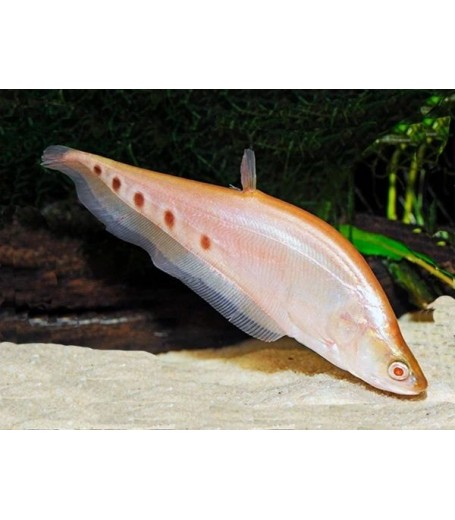 ALBINO CLOWN FISH 