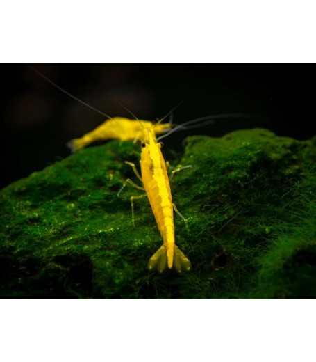 GOLDEN BACK SHRIMP