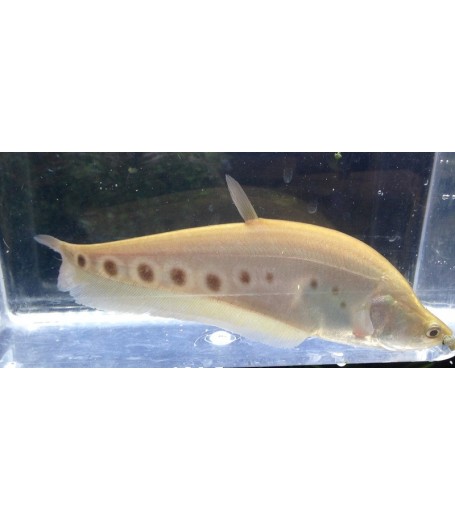 GOLDEN KNIFE FISH