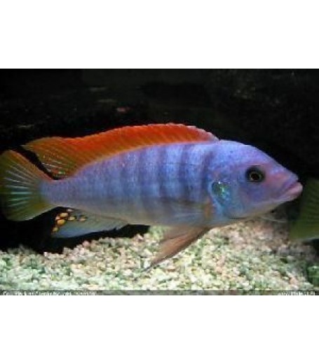 ICE BLUE CICHLID 