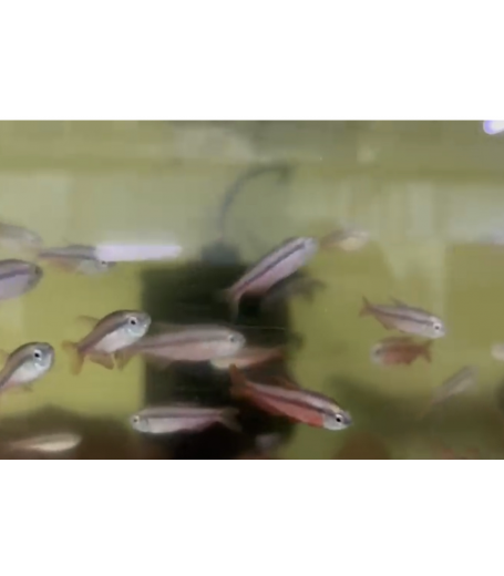 SUPER RED DEVIL TETRA