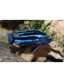 JOHANNI CICHLID 