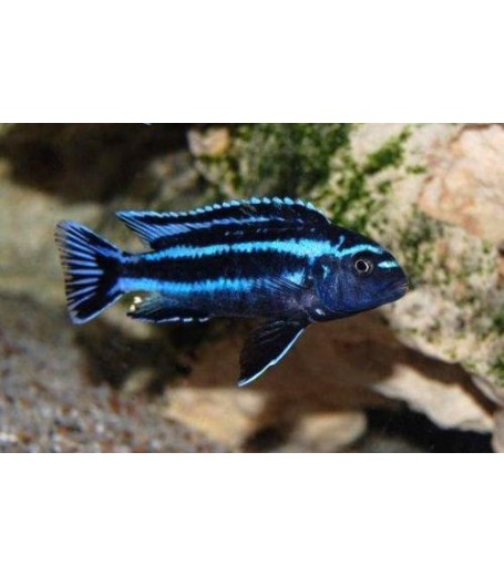 JOHANNI CICHLID 