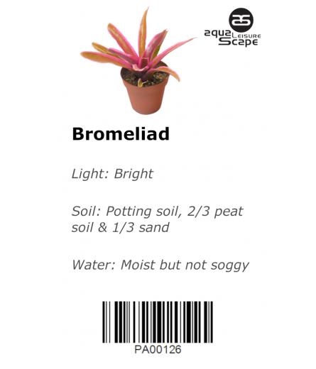 BROMELIAD