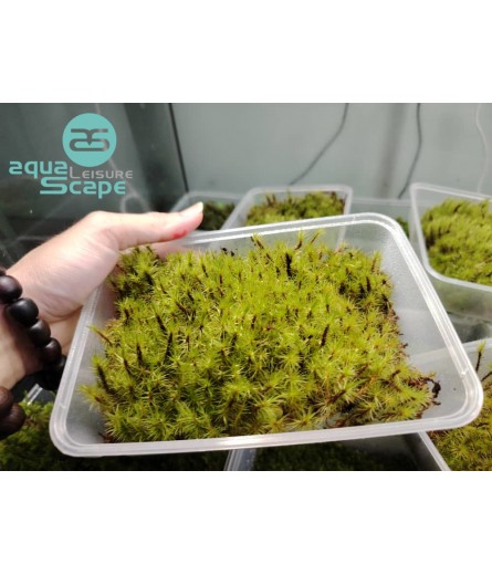 GOLDEN HAIR MOSS (POLYTRICHUM COMMUNE)