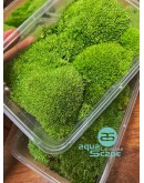 BUN MOSS (OCTOBLEPHARUM ALBIDUM)